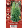 Taxus (Taxus baccata "David") conifeer