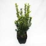 Taxus (Taxus media "Hillii") conifeer