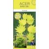 Japanse esdoorn (Acer shirasawanum "Aureum") heester