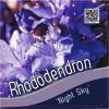 Dwerg rododendron (Rhododendron "Night Sky") heester