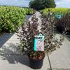 Weigela Florida Foliis Purpureis