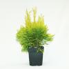 Reuzenlevensboom (Thuja plicata "4ever Goldy") conifeer