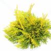 Reuzenlevensboom (Thuja plicata "4ever Goldy") conifeer