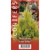 Reuzenlevensboom (Thuja plicata "4ever Goldy") conifeer