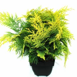 Schijncipres (Chamaecyparis lawsoniana "Stardust") conifeer