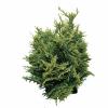 Schijncipres (Chamaecyparis lawsoniana "White Spot") conifeer