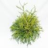 Schijncipres (Chamaecyparis pisifera "Sungold") conifeer