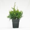 Reuzenlevensboom (Thuja plicata "Can-Can") conifeer