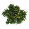 Reuzenlevensboom (Thuja plicata "Can-Can") conifeer