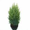 Chinese jeneverbes (Juniperus Chinensis "Stricta") conifeer