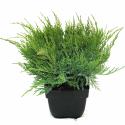 Jeneverbes (Juniperus media "Mint Julep") conifeer