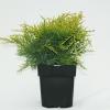 Jeneverbes (Juniperus media "Old Gold") conifeer