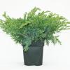 Jeneverbes (Juniperus squamata "Blue Swede") conifeer