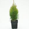 Westerse levensboom (Thuja occidentalis "Smaragd") conifeer