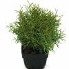 Westerse levensboom (Thuja occidentalis "Tiny Tim") conifeer