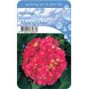 Hydrangea Macrophylla "Alpenglühen" boerenhortensia