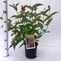 Weigela Bristol Ruby