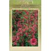 Weigela Bristol Ruby