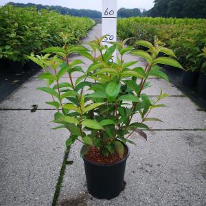 Weigela Bristol Ruby - 60 - 80 cm - 5 stuks