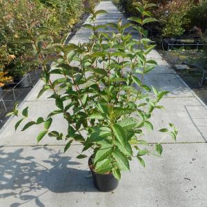 Weigela Bristol Ruby - 100 - 125 cm - 4 stuks