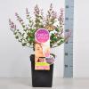 Dwergsering (syringa Bloomerang®"Pink Perfume"Parfume de Nature) 