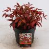 Hemelse bamboe (Nandina domestica “Fire Power”) heester