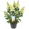 Hydrangea Paniculata "Pinky Winky"® pluimhortensia