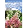 Hydrangea Paniculata "Pinky Winky"® pluimhortensia