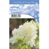 Hydrangea Paniculata "Limelight"® pluimhortensia