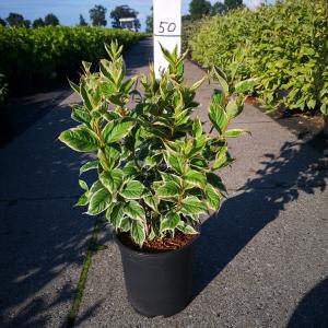 Weigela Florida Nana Variegata - 60 - 80 cm - 5 stuks