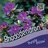 Dwerg rododendron (Rhododendron "Purple Pillow") heester