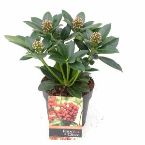 Skimmia (Skimmia Japonica “Olympic Flame”) heester