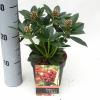 Skimmia (Skimmia Japonica “Olympic Flame”) heester