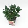 Skimmia (Skimmia Japonica “Olympic Flame”) heester