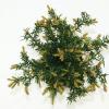 Kruipende taxus (Taxus baccata "Repandens") conifeer