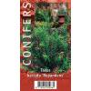 Kruipende taxus (Taxus baccata "Repandens") conifeer