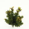 Taxus (Taxus media "Groenland") conifeer