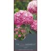 Hydrangea Arborescens "Pink Annabelle"® sneeuwbalhortensia