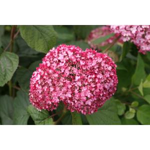 Hydrangea Arborescens "Pink Annabelle"® sneeuwbalhortensia