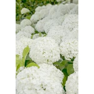 Hydrangea Arborescens "Strong Annabelle"® sneeuwbalhortensia