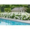 Hydrangea Arborescens "Strong Annabelle"® sneeuwbalhortensia