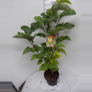 Magnolia Brooklynensis Yellow Bird - 80 - 100 cm - 6 stuks