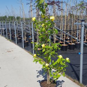Magnolia Brooklynensis Yellow Bird - 150 - 175 cm - 2 stuks