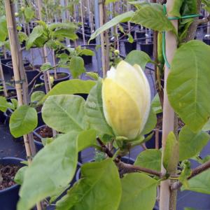 Magnolia Brooklynensis Yellow Bird - 200 - 220 cm - 1 stuks