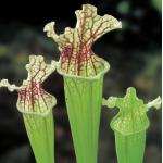 Witte trompetbekerplant (Sarracenia leucophylla) moerasplant (6-stuks)