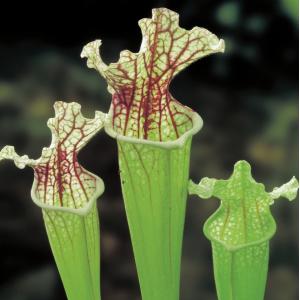 Witte trompetbekerplant (Sarracenia leucophylla) moerasplant (6-stuks)