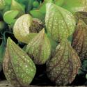 Papegaai bekerplant (Sarracenia psittacina) moerasplant