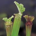 Trompetbekerplant (Sarracenia “Stevensii”) moerasplant