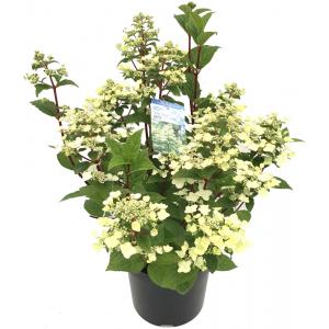 Hydrangea Paniculata "Wim's Red"® pluimhortensia