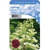 Hydrangea Paniculata "Wim's Red"® pluimhortensia
